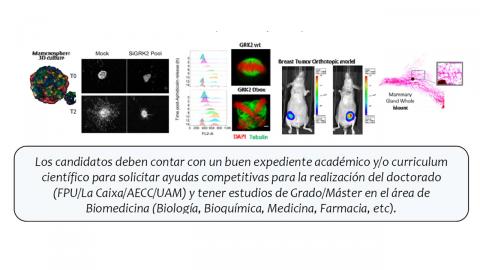 OFERTA PARA TESIS DOCTORAL EN SEÑALIZACIÓN CELULAR Y CÁNCER DE MAMA - CBMSO